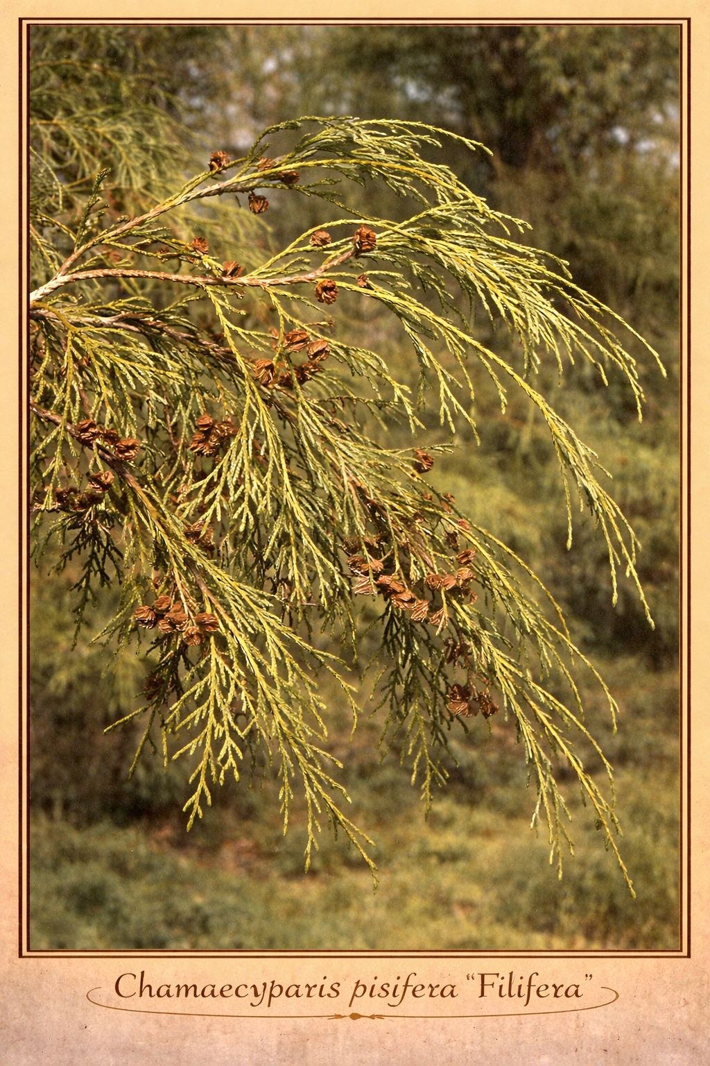 pisifera filifera.png